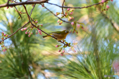 メジロと冬に咲く桜