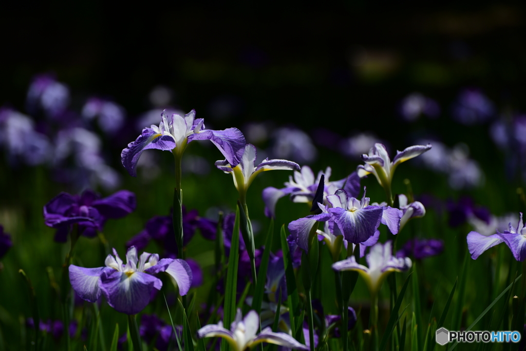 菖蒲