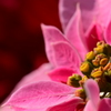 クリスマスに似合う花　Poinsettia