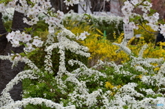 雪桜