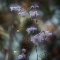 蓮華升麻