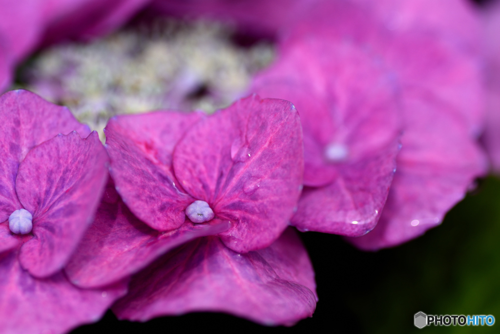 額紫陽花