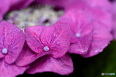 額紫陽花