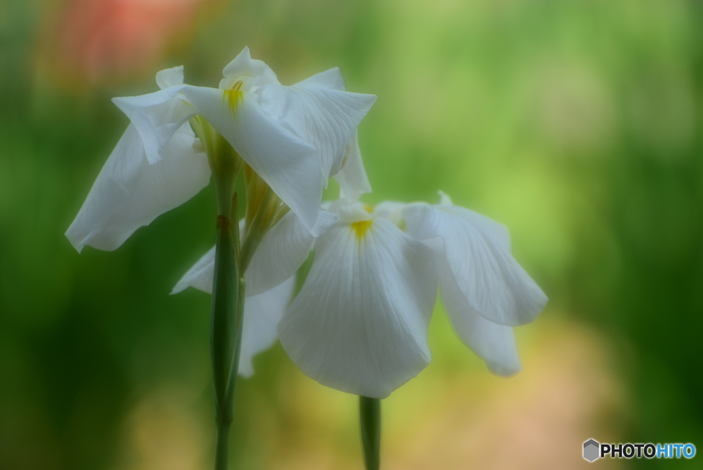 愛(花菖蒲)