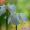 愛(花菖蒲)