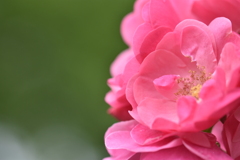 薔薇