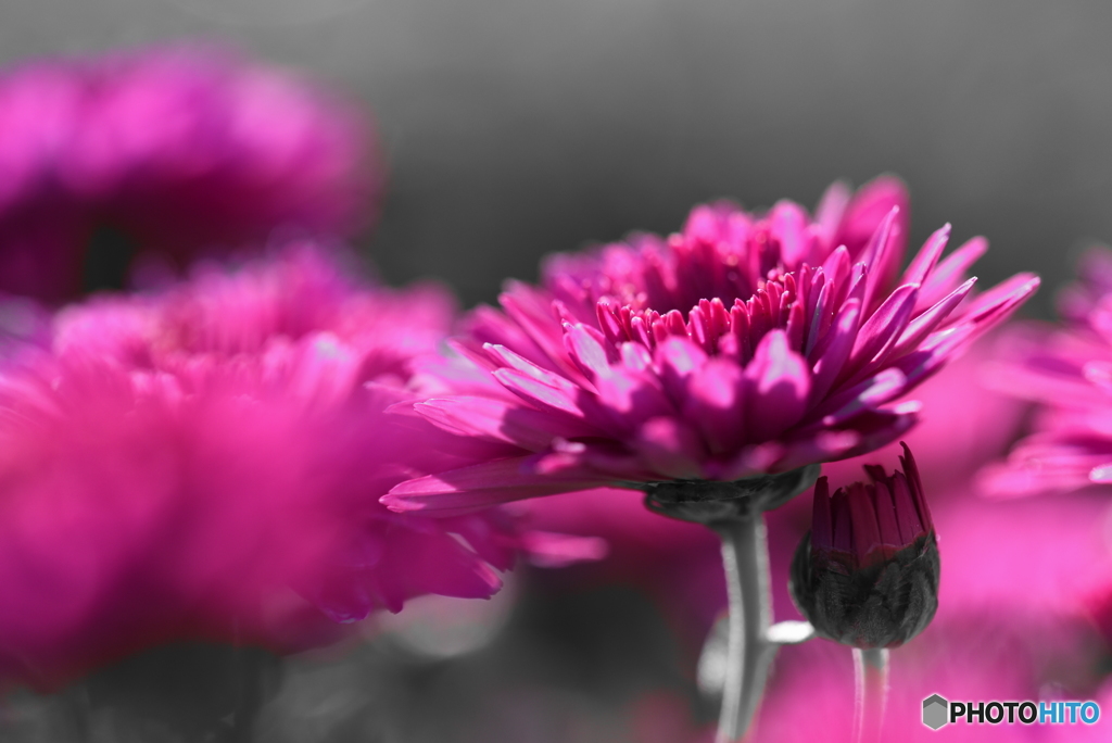 菊