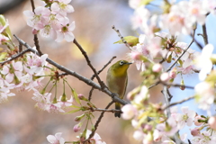 メジロとヒマラヤ桜　冬なのに気分は春