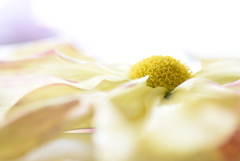 夢　菊