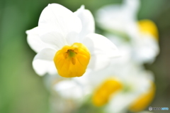 Narcissus