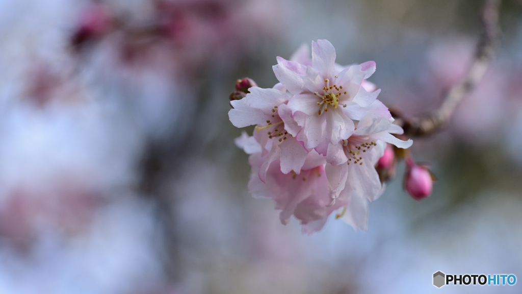 冬の十月桜