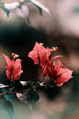 魅力的な花