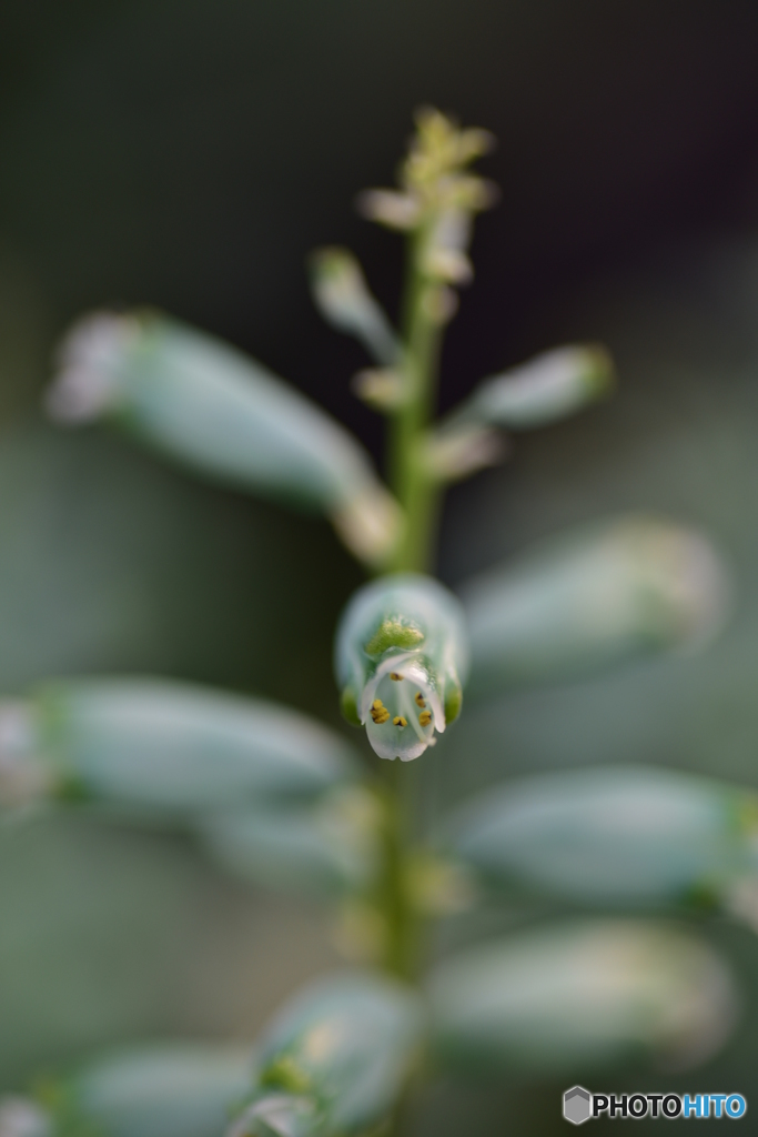 孵化・・・ではありません