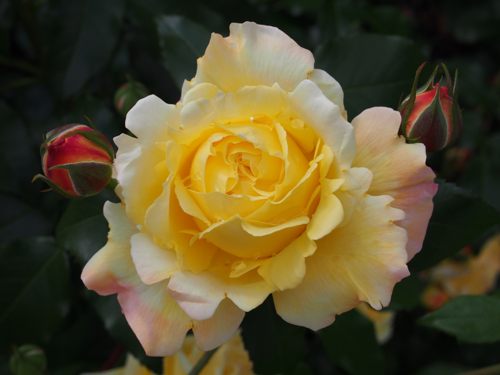 大阪 中之島公園3