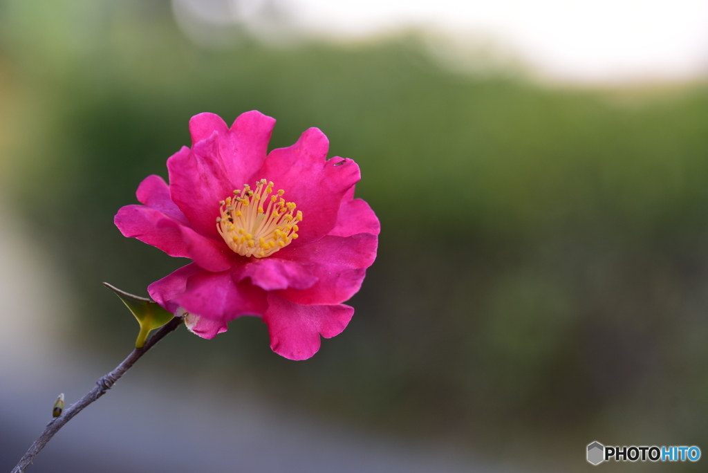 山茶花一輪