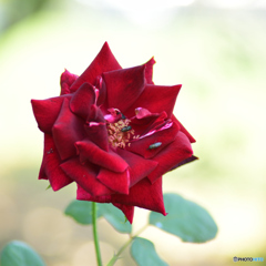 虫も好む薔薇