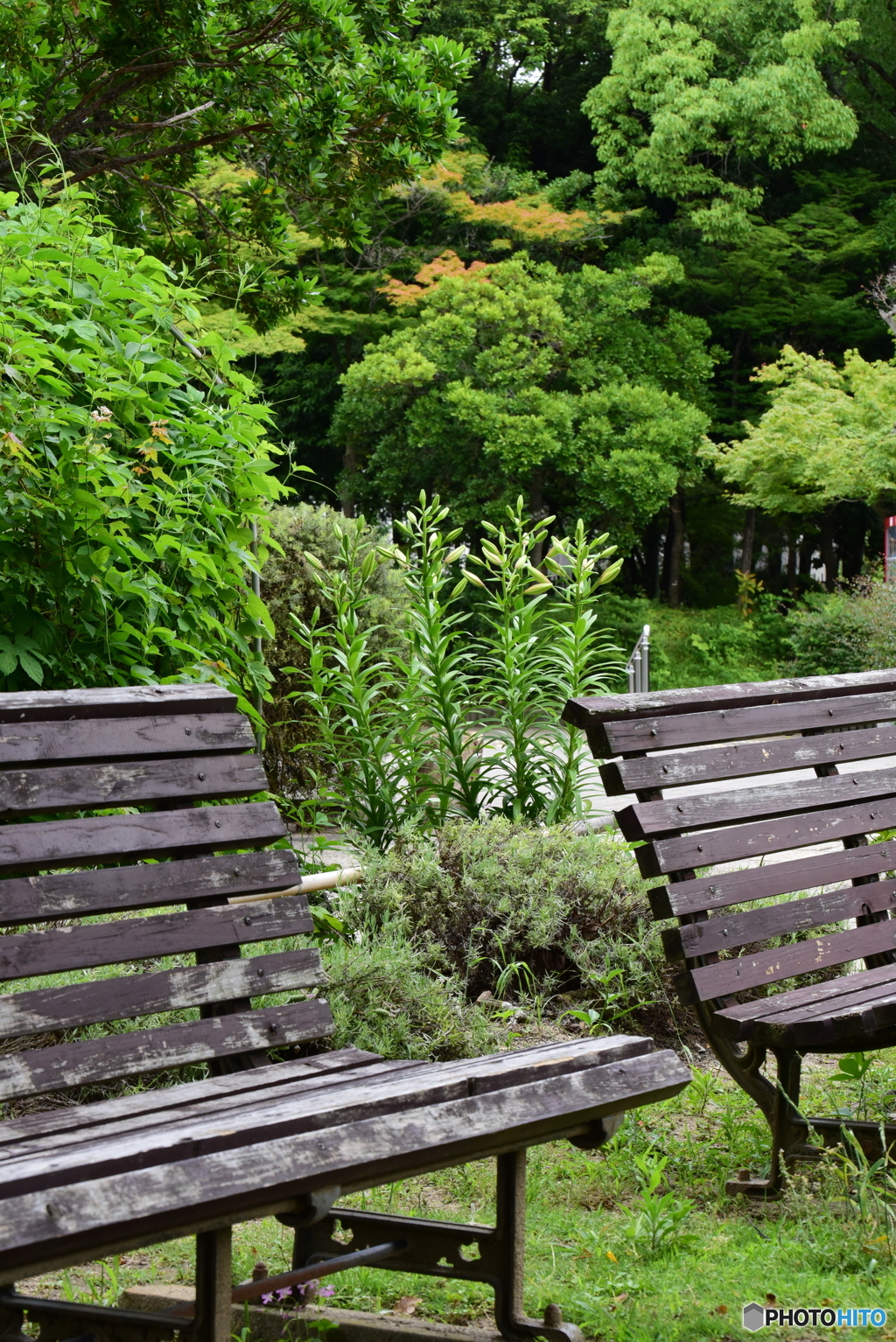 間もなく開花　ベンチとユリ