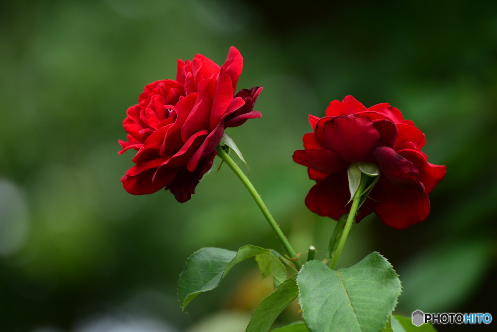 六月の薔薇