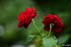 六月の薔薇