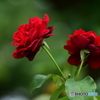 六月の薔薇