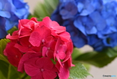 紫陽花