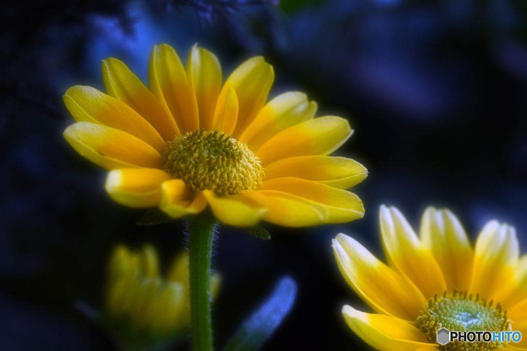 Rudbeckia