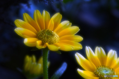 Rudbeckia