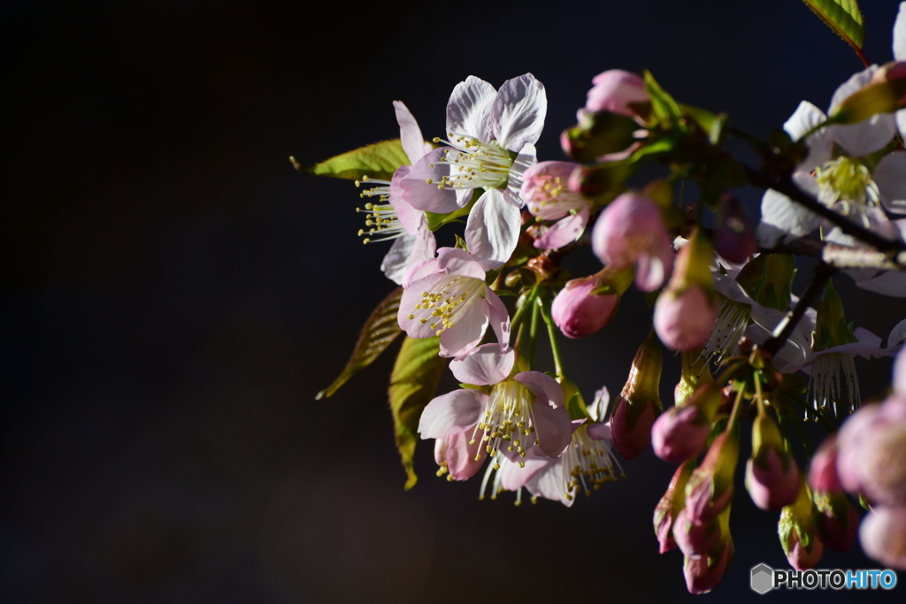 冬に咲く桜