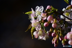 冬に咲く桜