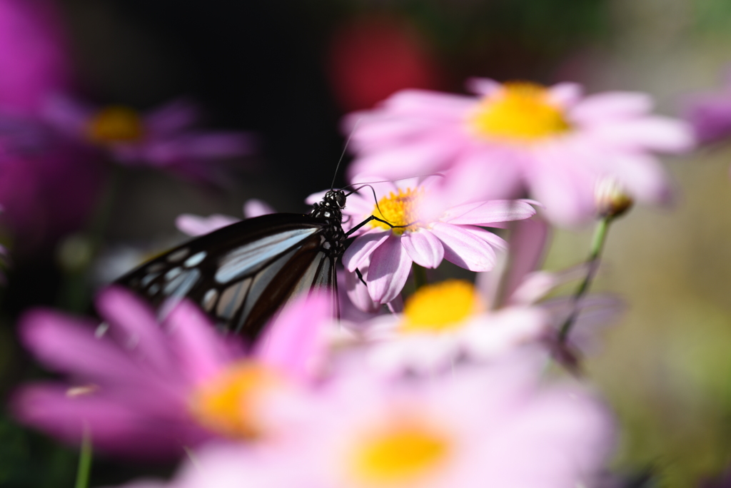 花と蝶(アサギマダラ)