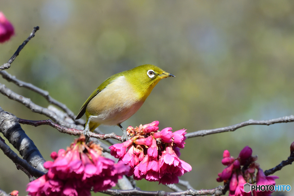 寒緋桜にメジロ