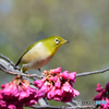 寒緋桜にメジロ