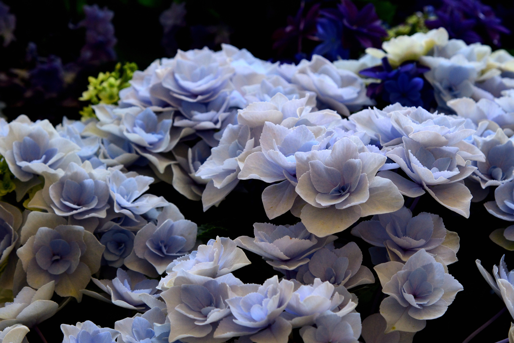 紫陽花