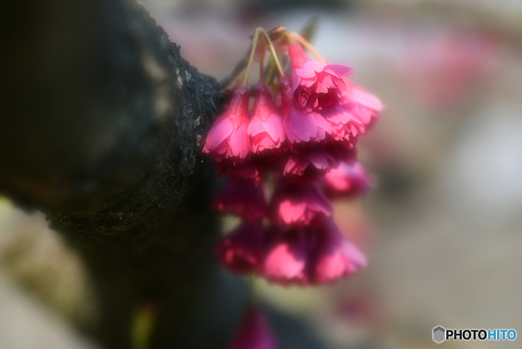 寒緋桜