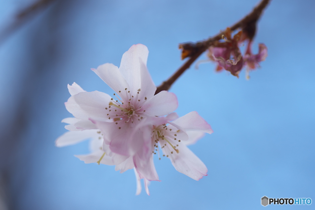 ほんのり桜色