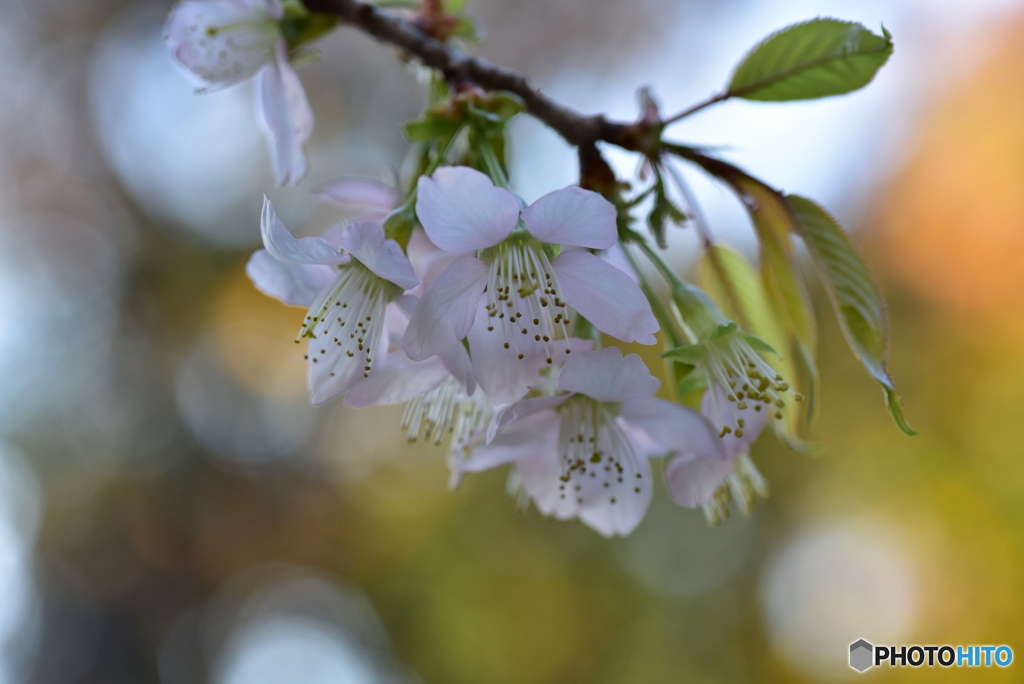 ヒマラヤ桜
