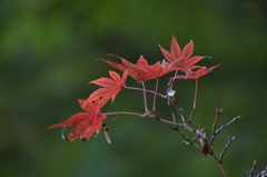 秋模様