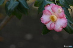 Camellia