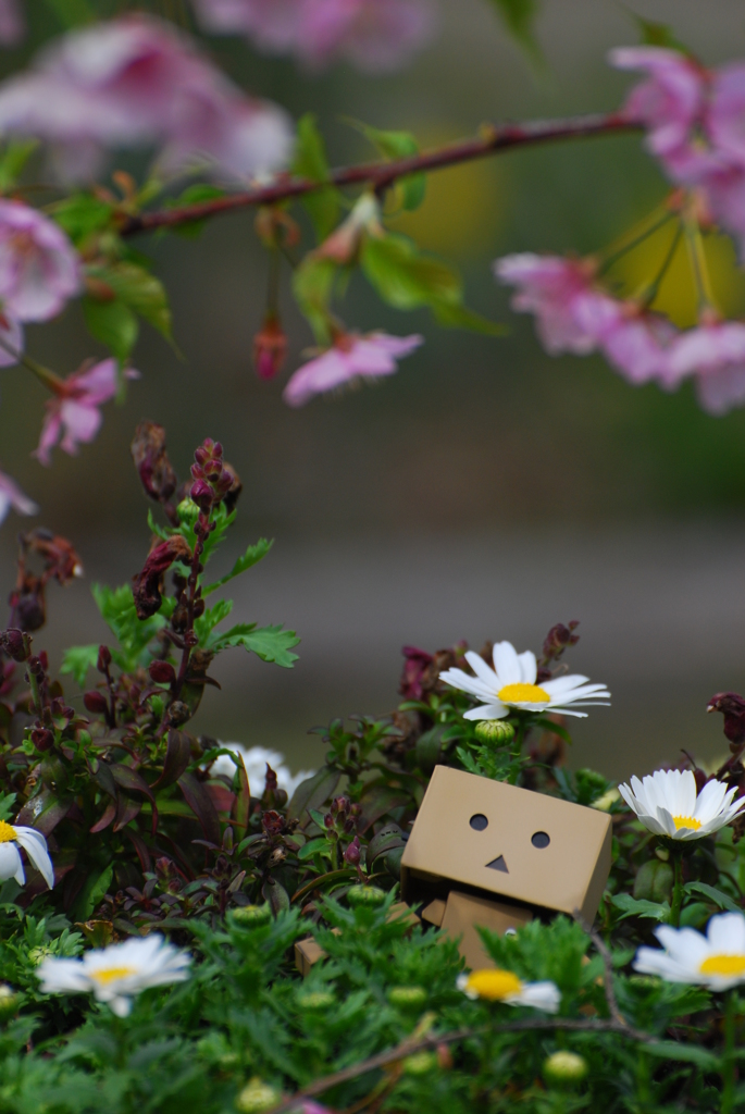 ダンボーのお花見