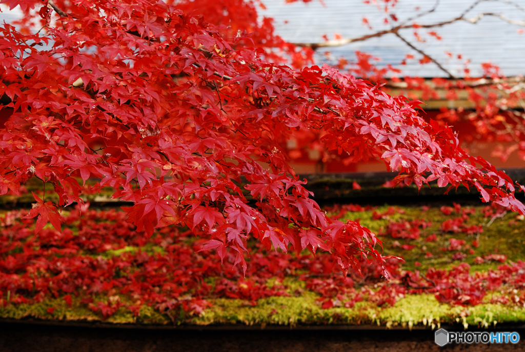 紅葉
