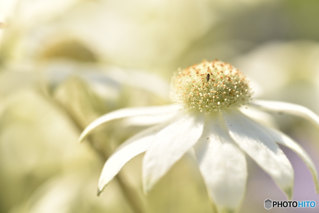 Flannel flower