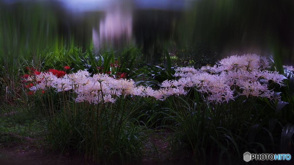 Lycoris