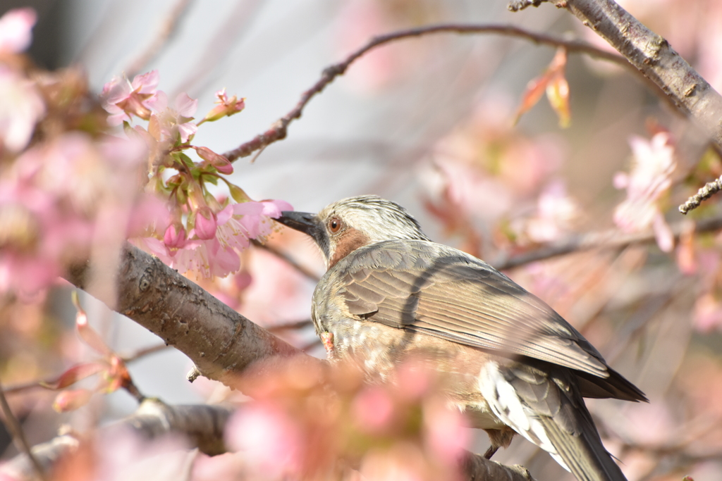 ヒヨドリとヒマラヤ桜
