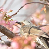 ヒヨドリとヒマラヤ桜