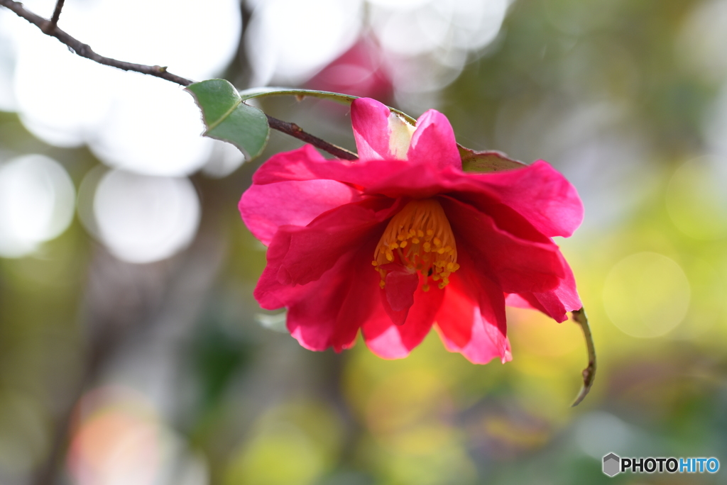 山茶花