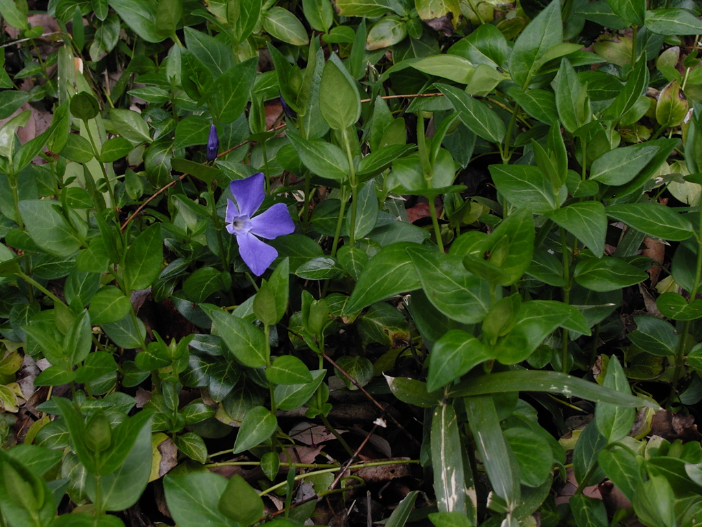 散歩道　草花