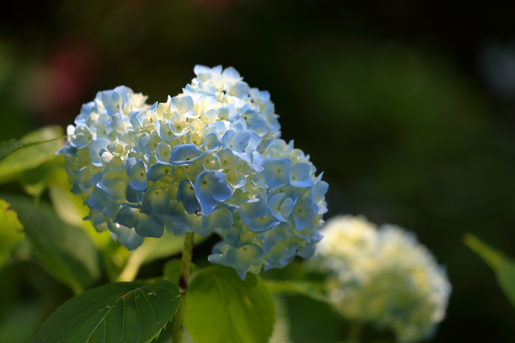 弥勒寺の紫陽花