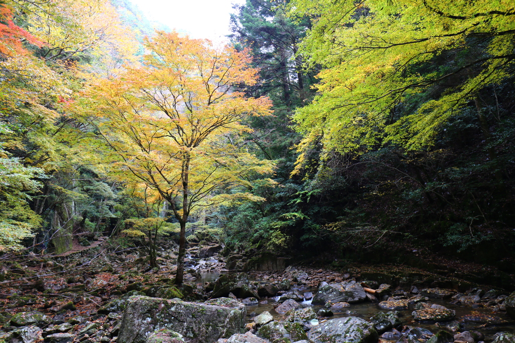 赤目四十八滝の紅葉