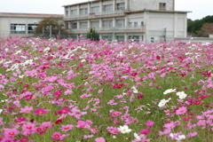 コスモスの花咲く