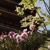 大和國 長谷寺